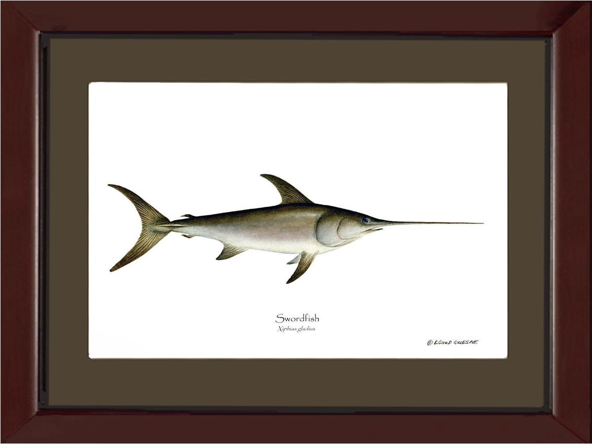 Swordfish Xiphias gladius | Wall Art Fish Print