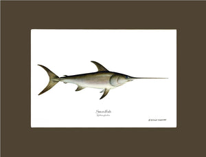 Swordfish Xiphias gladius