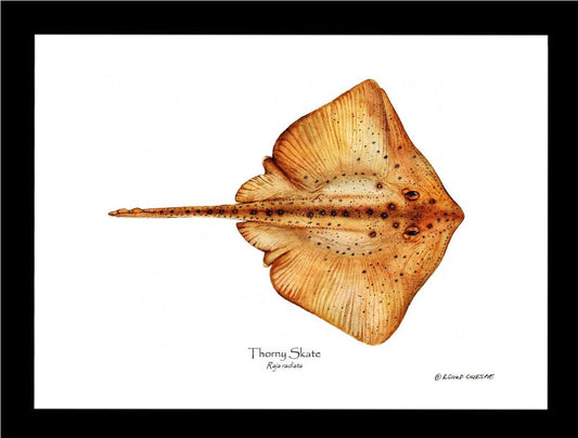 Thorny Skate Raja radiata | Wall Art Fish Print