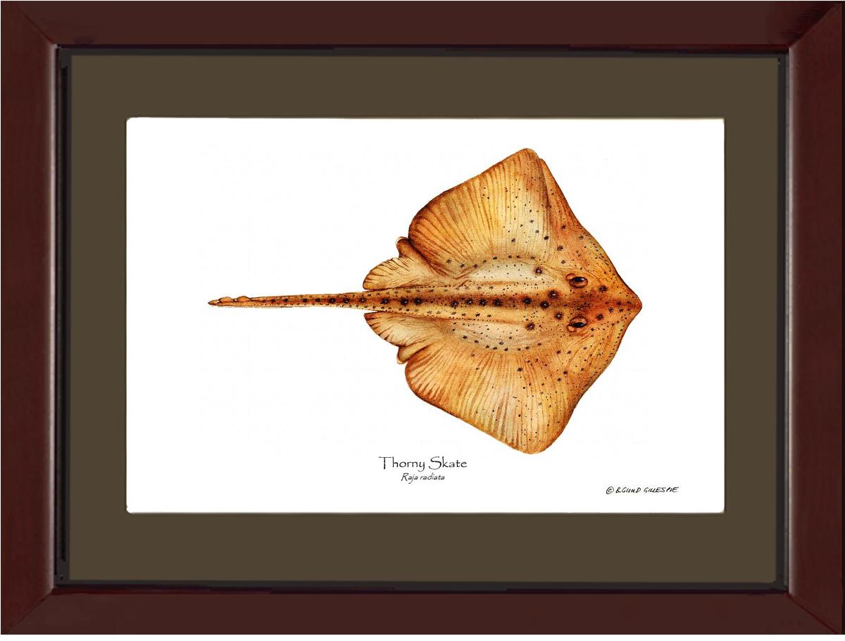 Thorny Skate Raja radiata | Wall Art Fish Print