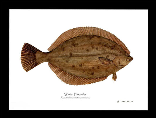Winter Flounder Pseudopleuronectes americ | Wall Art Fish Print