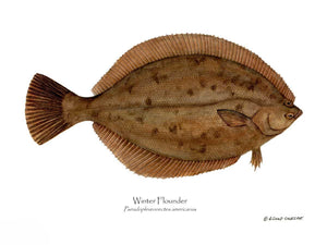 Fish Print: Winter Flounder Pseudopleuronectes americ