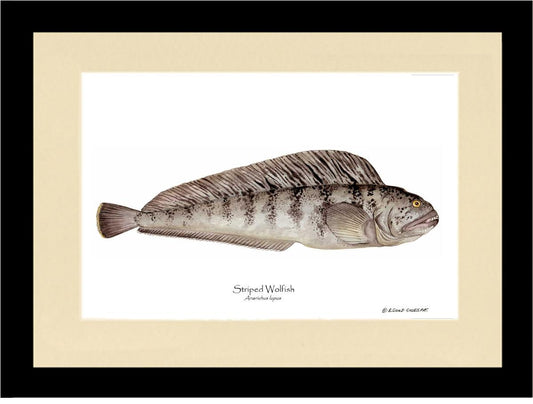 Striped Wolffish Anarichus lupus | Wall Art Fish Print