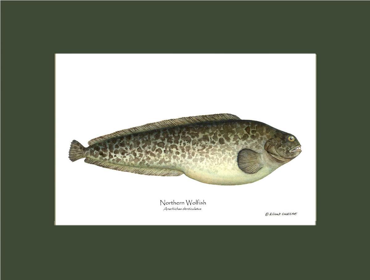 Northern Wolffish - Charting Nature