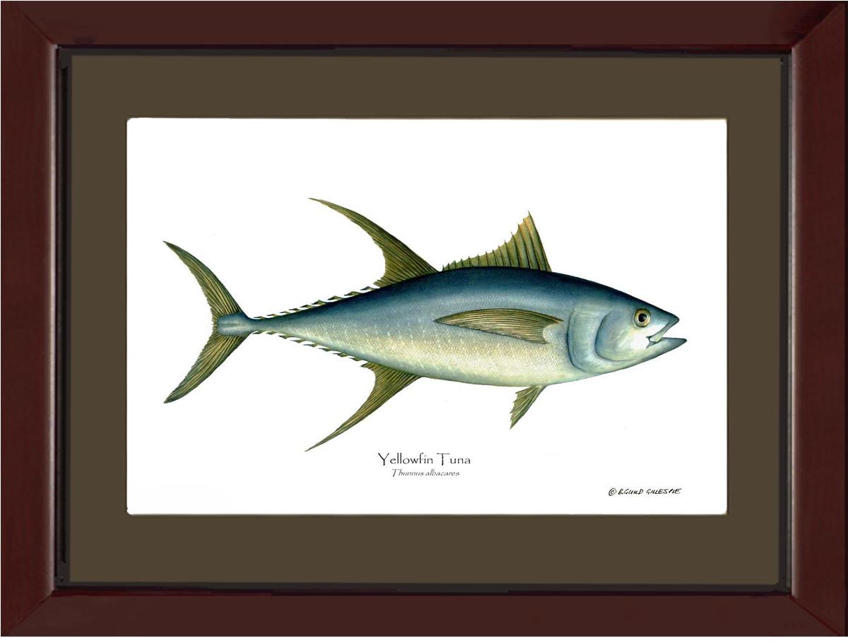 Yellowfin Tuna Thunnus albacares | Wall Art Fish Print