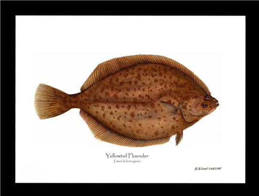 Yellowtail Flounder Limanda ferrunginea | Wall Art Fish Print