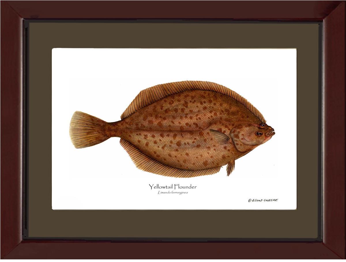 Yellowtail Flounder Limanda ferrunginea | Wall Art Fish Print