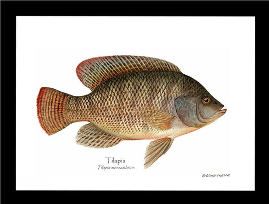Tilapia Tilapia mossam | Wall Art Fish Print