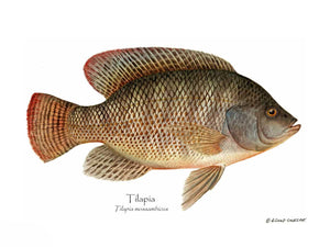 Fish Print: Tilapia Tilapia mossam