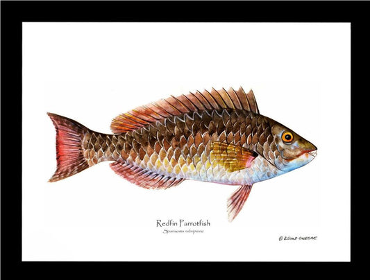 Redfin Parrotfish Sparisoma rubripinne | Wall Art Fish Print