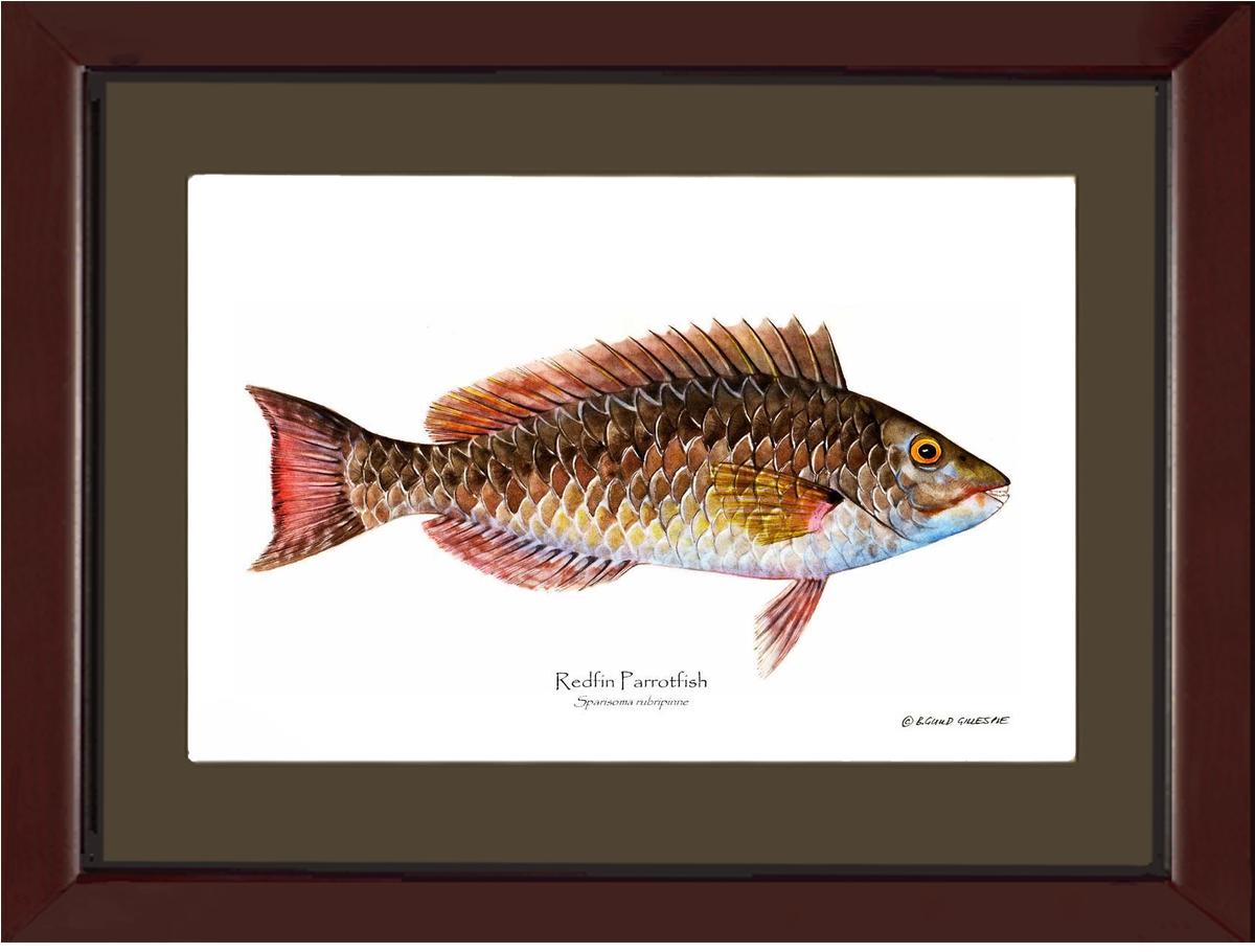Redfin Parrotfish Sparisoma rubripinne | Wall Art Fish Print