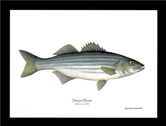 Striped Bass Morone saxatilis | Wall Art Fish Print