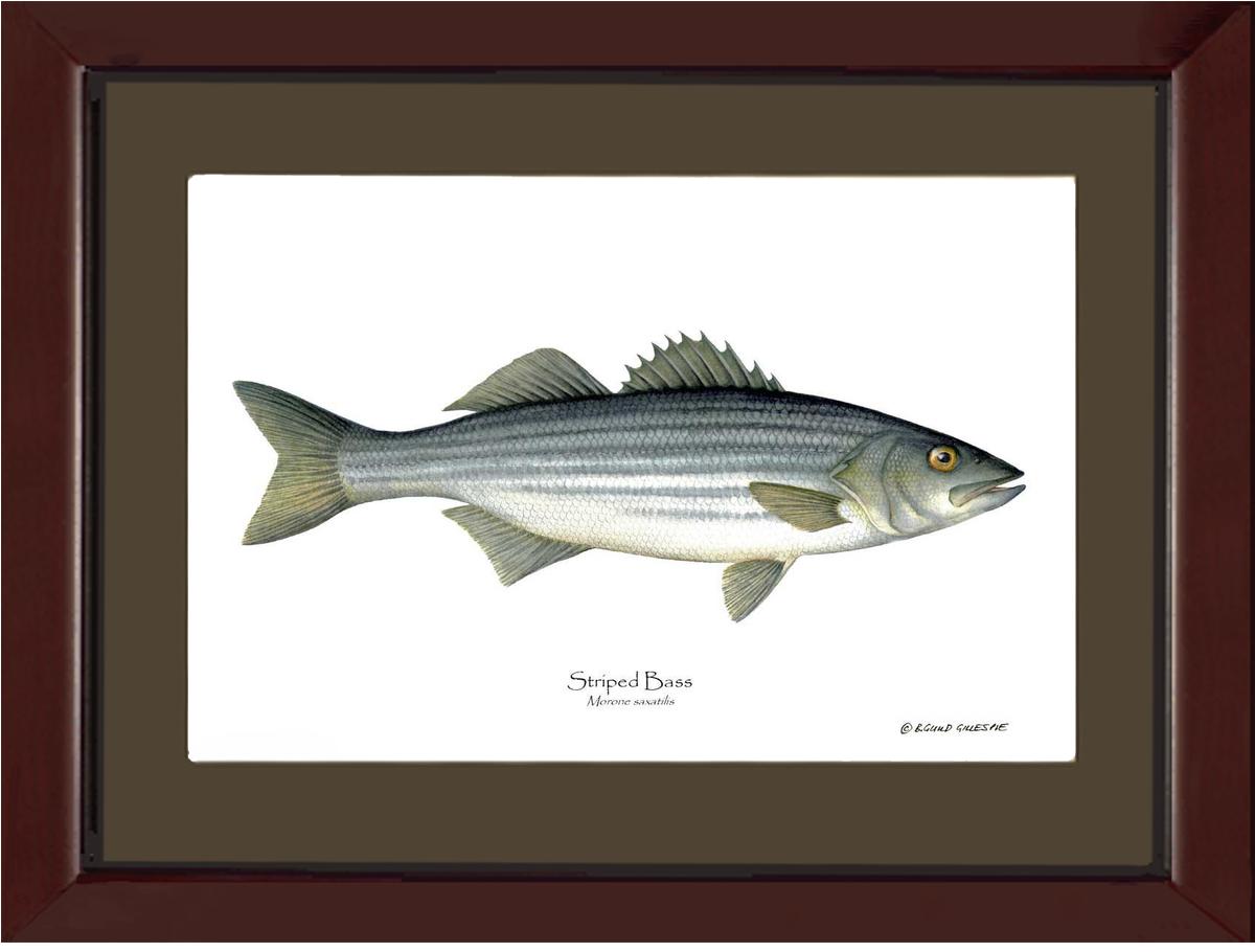 Striped Bass Morone saxatilis | Wall Art Fish Print