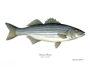 Fish Print: Striped Bass Morone saxatilis