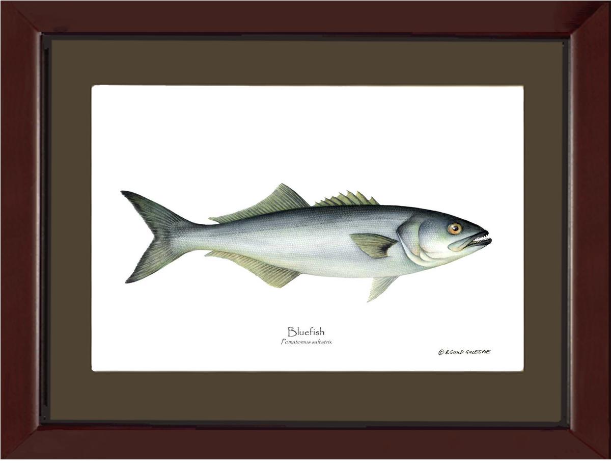 Bluefish Pomatomus saltatrix | Wall Art Fish Print