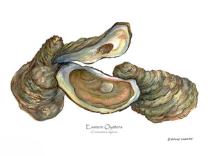 Shellfish Print: Oysters, Eastern