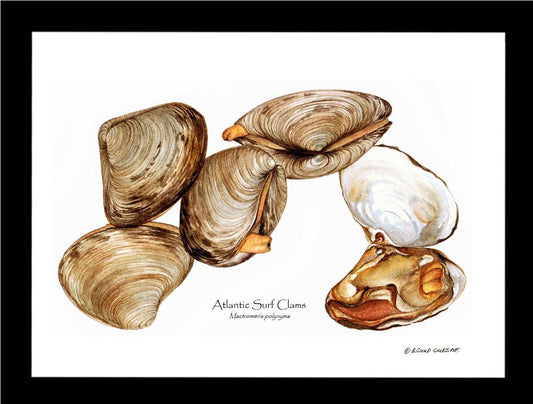 Clams, Atlantic Surf | Wall Art Shellfish Print