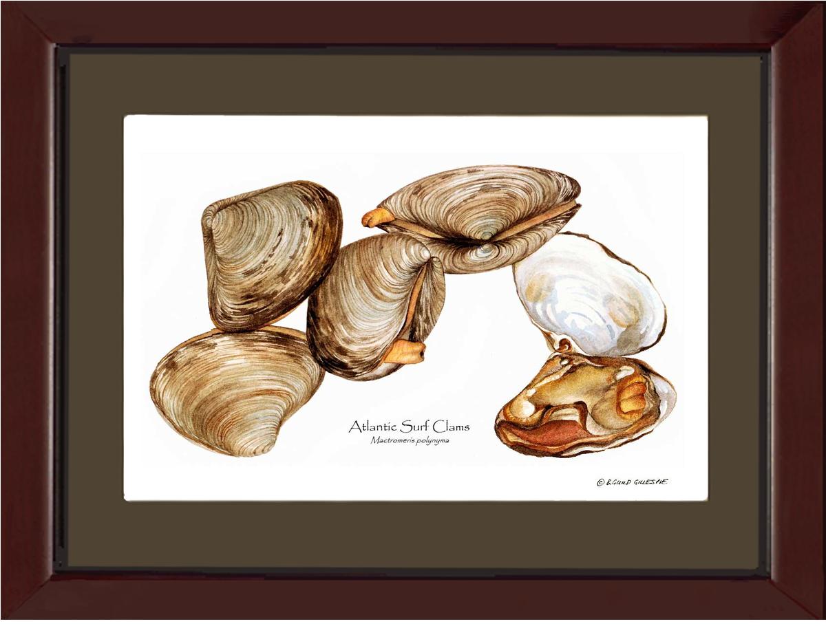 Clams, Atlantic Surf | Wall Art Shellfish Print
