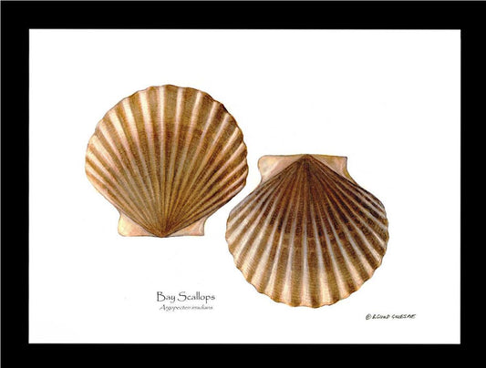 Scallops, Bay | Wall Art Shellfish Print