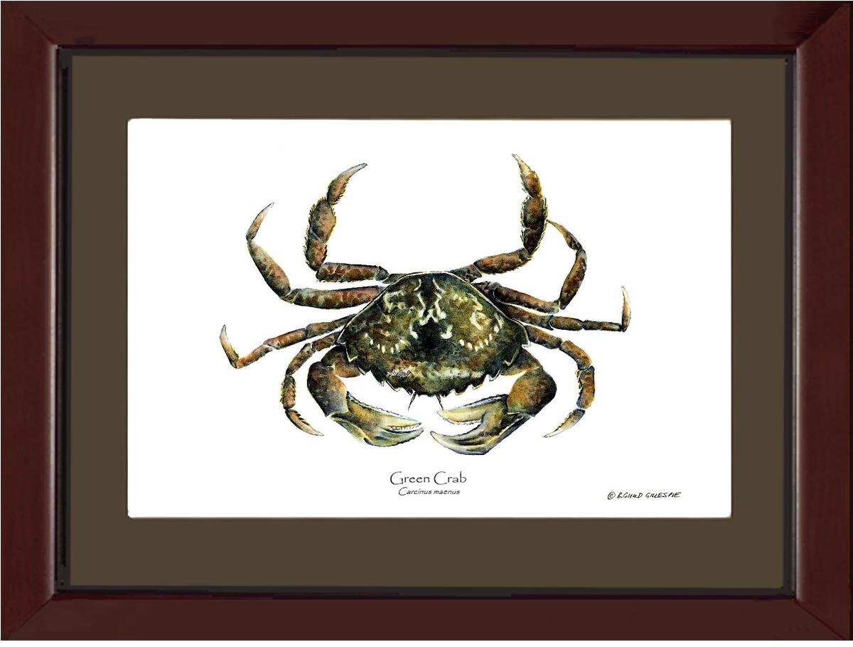 Crab, Green | Wall Art Shellfish Print