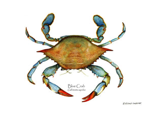 Shellfish Print: Crab, Blue