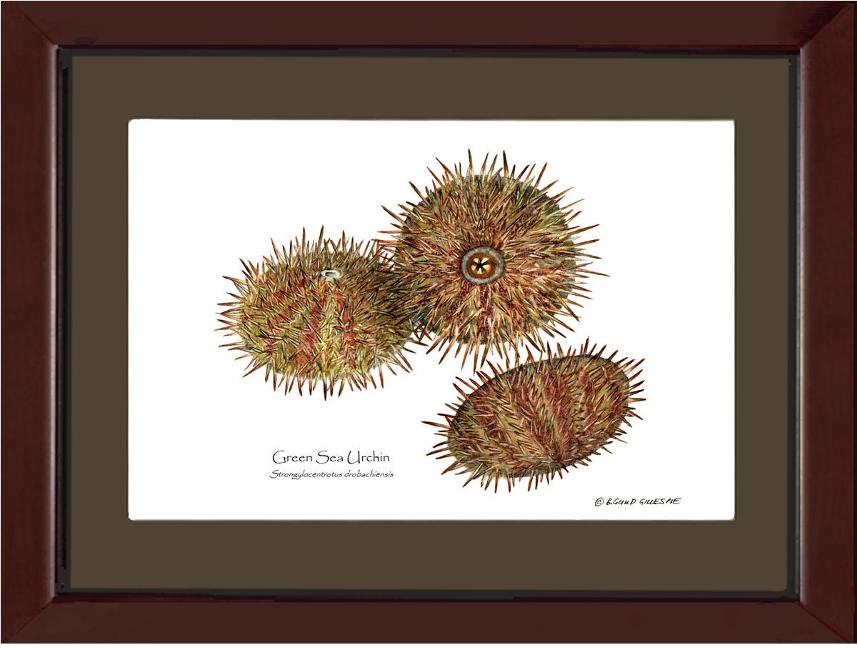 Shellfish Print: Sea Urchin, Green | Wall Art Shellfish Print