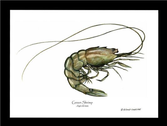 Shrimp, Green | Wall Art Shellfish Print
