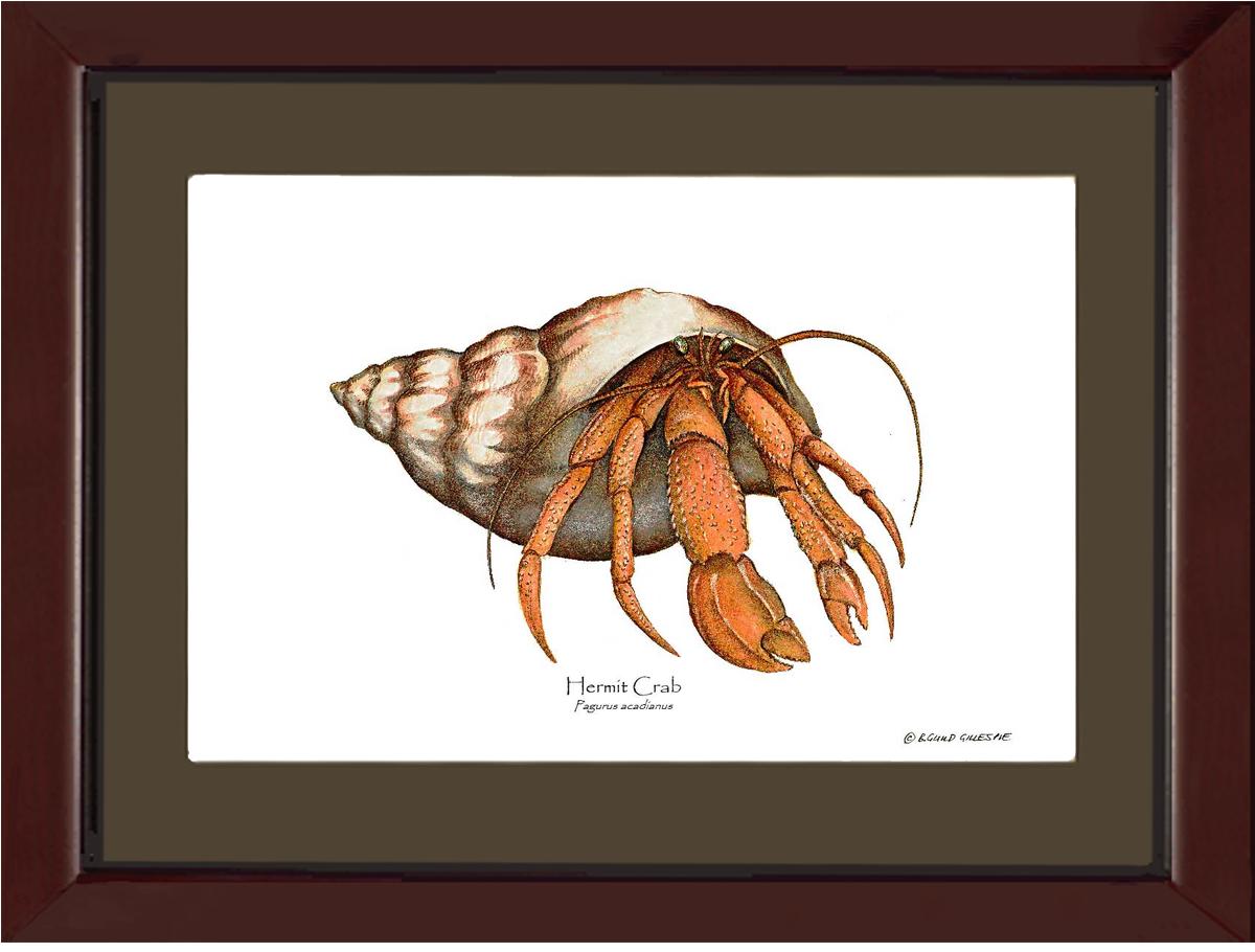 Crab, Hermit | Wall Art Shellfish Print