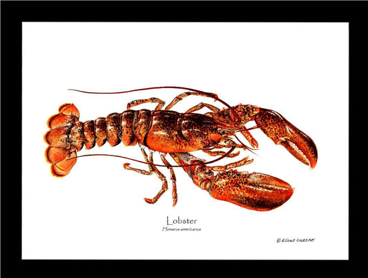 Lobster | Wall Art Shellfish Print