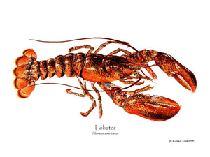 Shellfish Print: Lobster