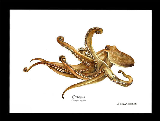 Octopus | Wall Art Shellfish Print