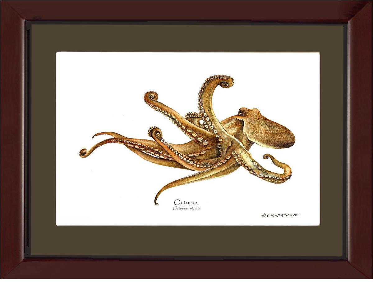 Octopus | Wall Art Shellfish Print
