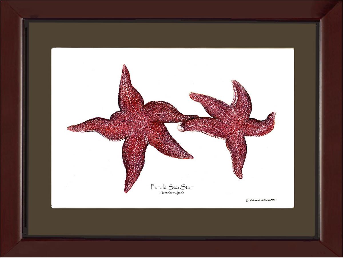 Shellfish Print: Sea Star, Purple | Wall Art Shellfish Print