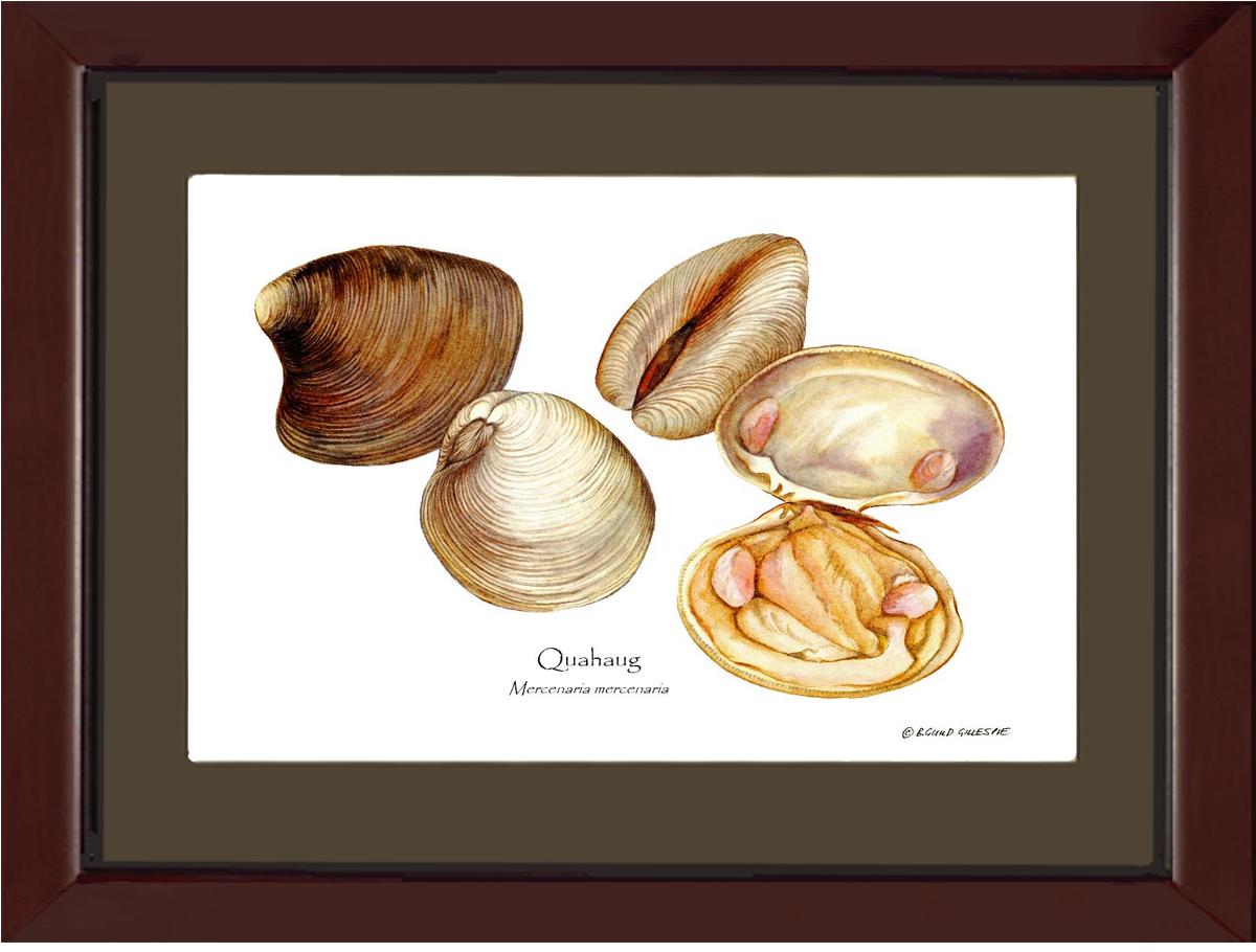 Quahaug | Wall Art Shellfish Print