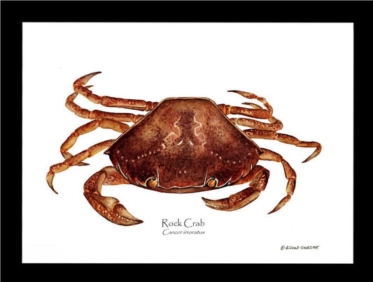 Crab, Rock | Wall Art Shellfish Print