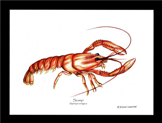 Lobster, Scampi/Norwegian | Wall Art Shellfish Print