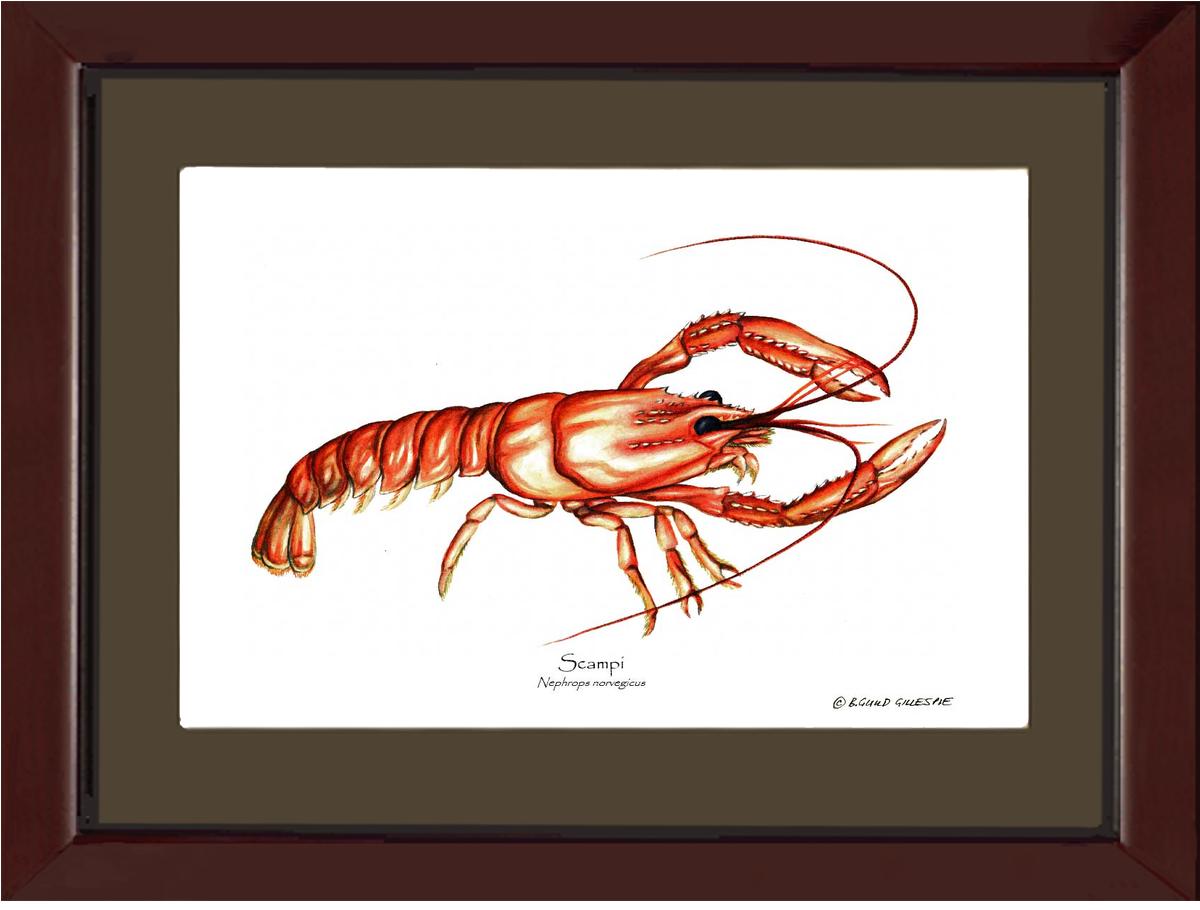 Lobster, Scampi/Norwegian | Wall Art Shellfish Print