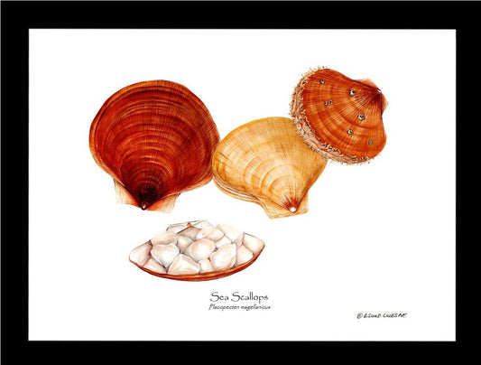 Shellfish Print: Scallops, Sea | Wall Art Shellfish Print