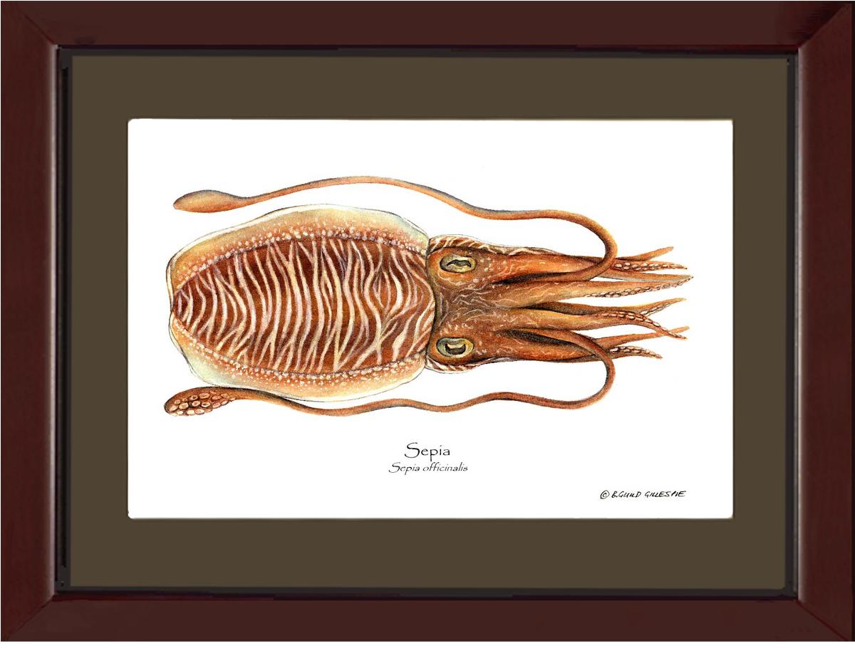 Sepia | Wall Art Shellfish Print