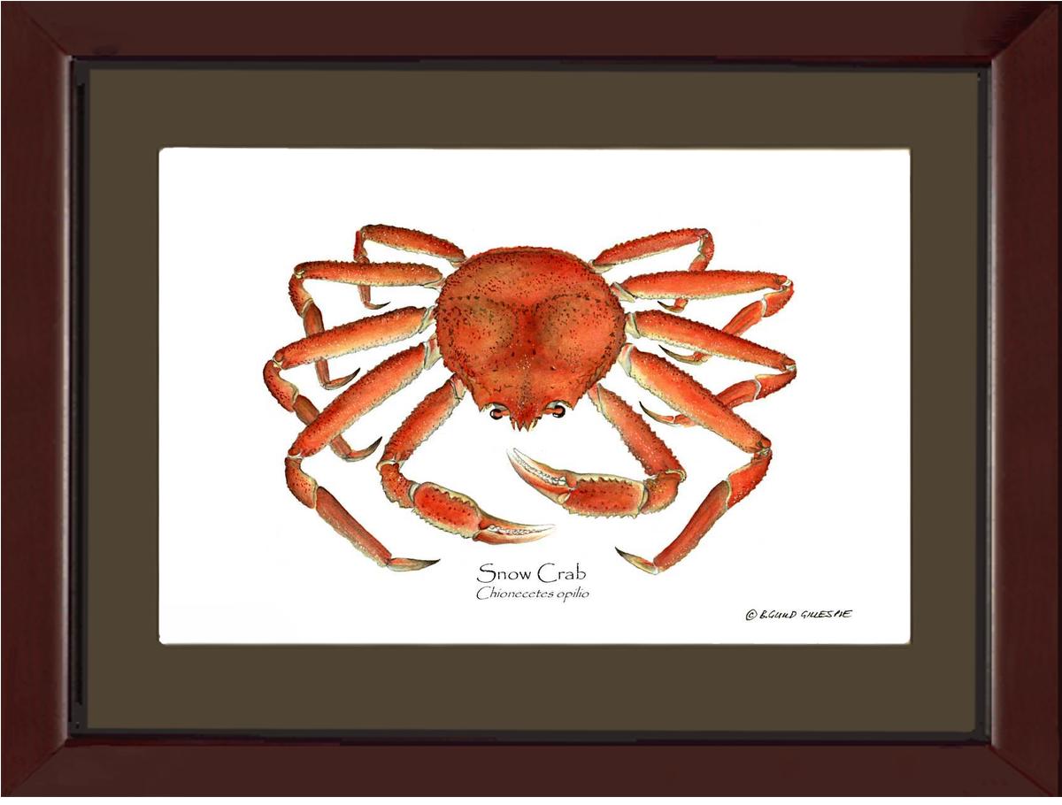 Crab, Snow | Wall Art Shellfish Print