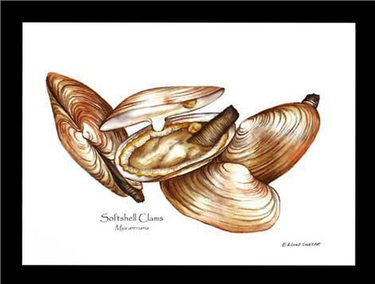 Clams, Softshell | Wall Art Shellfish Print