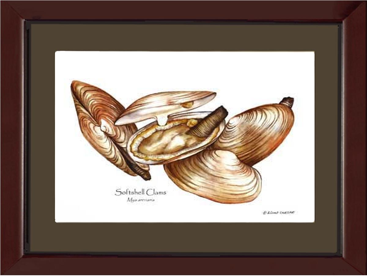Clams, Softshell | Wall Art Shellfish Print