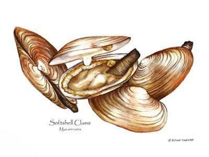 Shellfish Print: Clams, Softshell