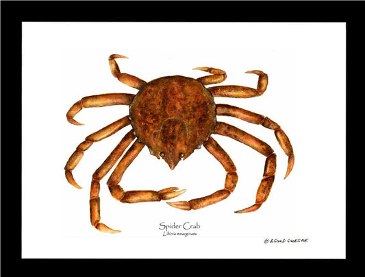 Crab, Spider | Wall Art Shellfish Print
