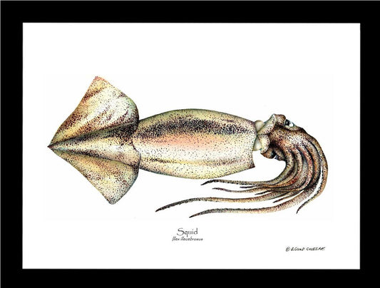 Squid | Wall Art Shellfish Print
