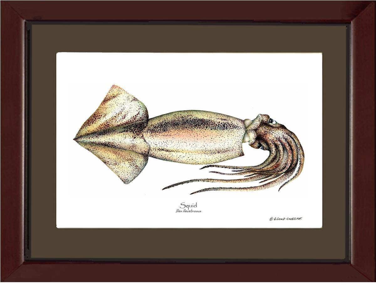 Shellfish Print: Squid | Wall Art Shellfish Print
