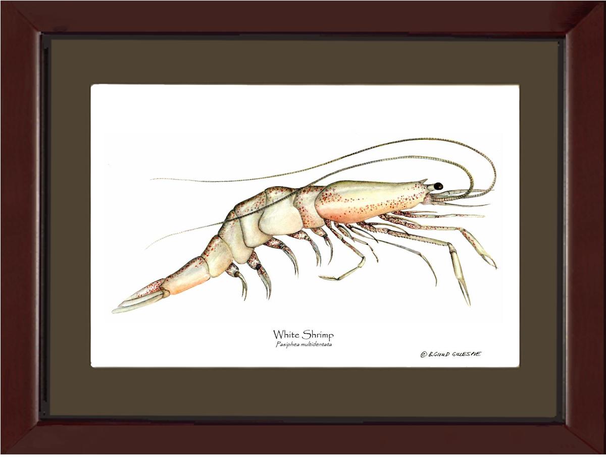Shrimp, White | Wall Art Shellfish Print