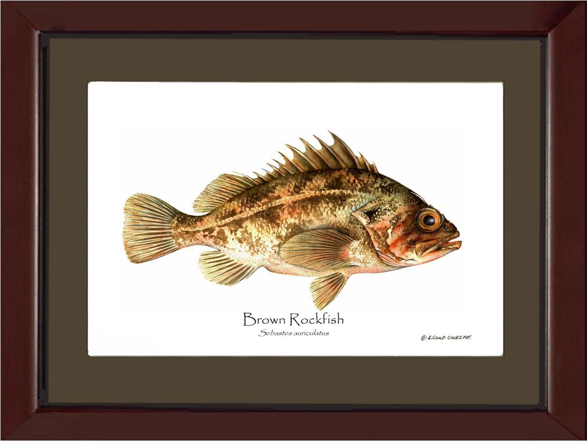 Brown Rockfish Sebastes auriculatus | Wall Art Fish Print