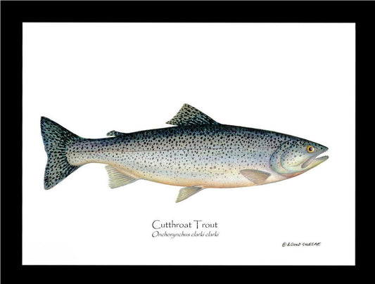 Cutthroat Trout Onchorynchus clarki clark | Wall Art Fish Print