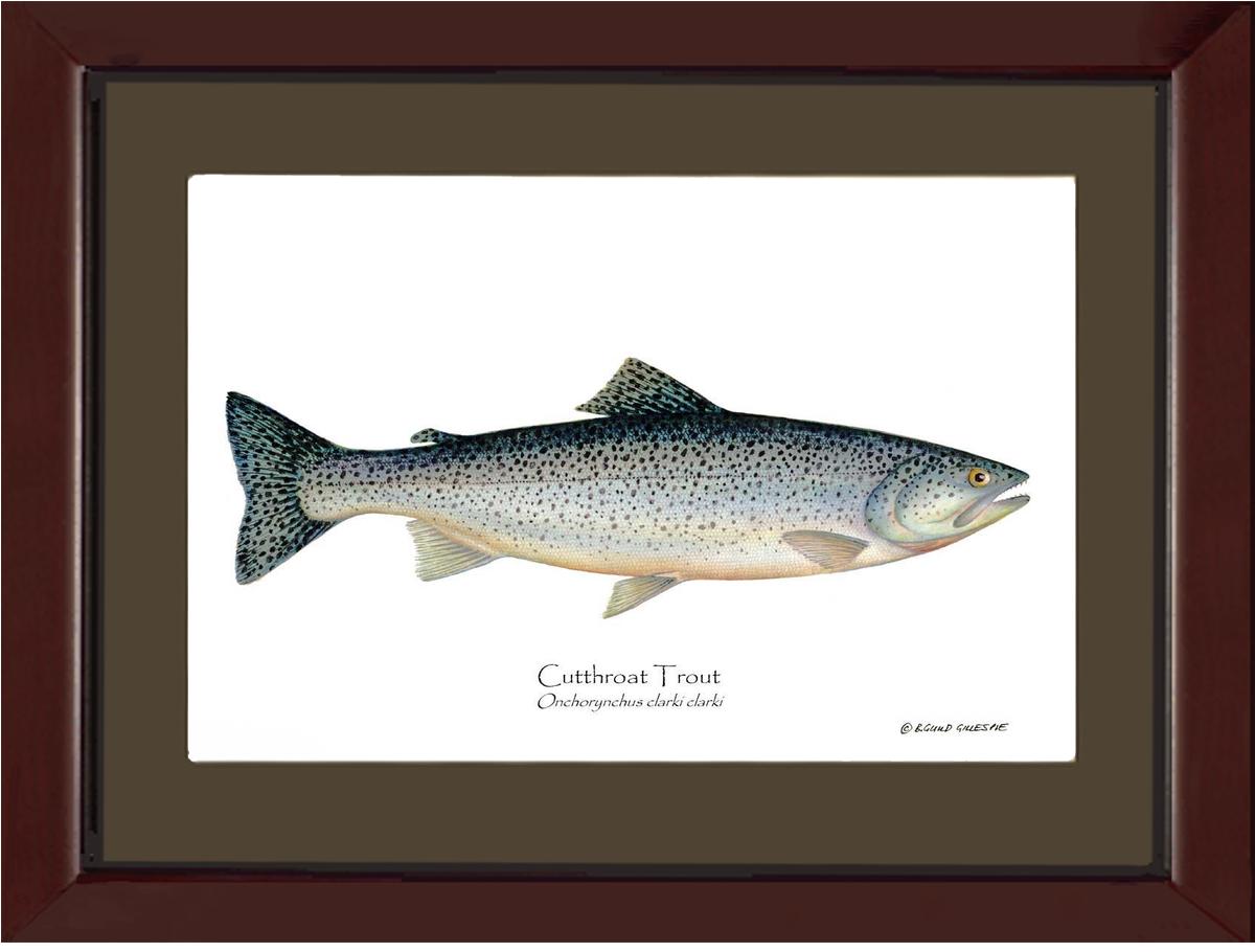 Cutthroat Trout Onchorynchus clarki clark | Wall Art Fish Print